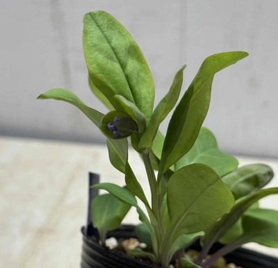 バージニアブルーベル【現品46】3.5寸