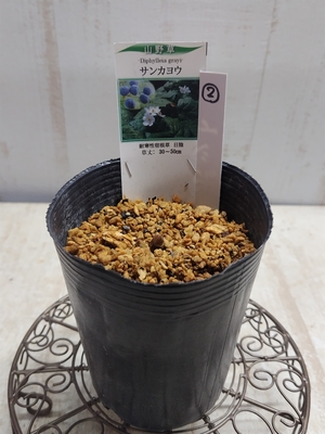 サンカヨウ【現品2】