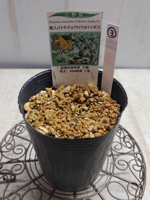 斑入りトサジョウロウホトトギス【現品3】