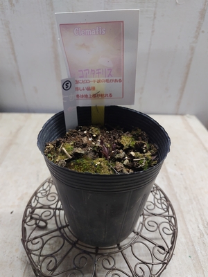 クレマチス　コアクチリス【現品5】