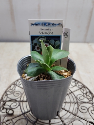 プリムラ　オーリキュラ　「シレニティ」【現品29】