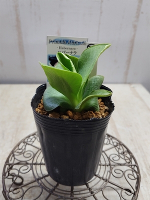 プリムラ　オーリキュラ　「ハバーナラ」【現品31】