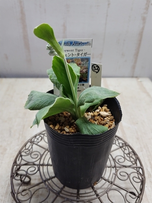 プリムラ　オーリキュラ　「ダーウェント・タイガー」【現品32】