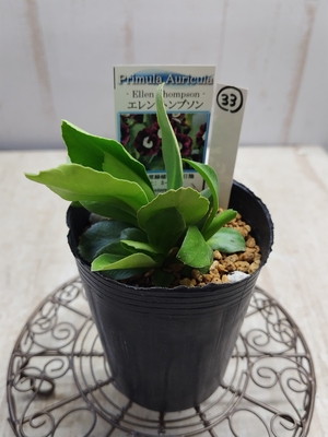 プリムラ　オーリキュラ　「エレン・トンプソン」【現品33】