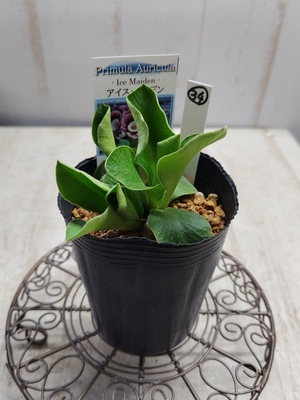 プリムラ　オーリキュラ　「アイス・メイデン」【現品34】