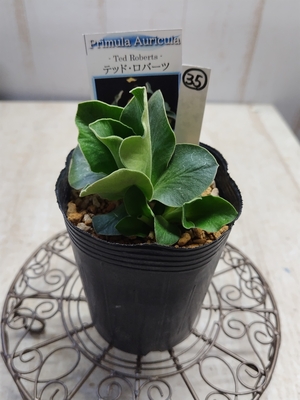 プリムラ　オーリキュラ　「テッド・ロバーツ」【現品35】