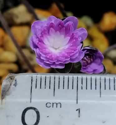 雪割草　寒凪【現品36】