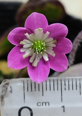 雪割草　初鏡【現品38】