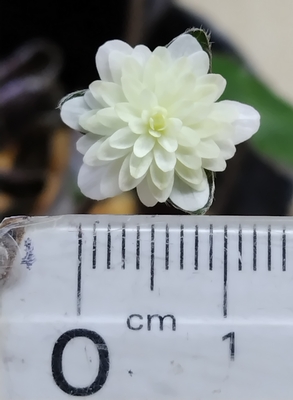 雪割草　鈴丸【現品39】