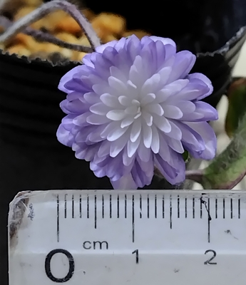 雪割草　ひととせ【現品40】