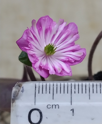 雪割草　鈴風【現品41】