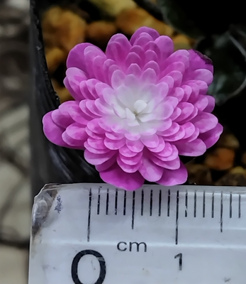 雪割草　真紅珠【現品42】