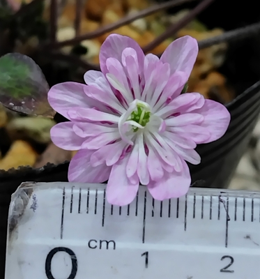 雪割草　白糸の滝　【現品43】