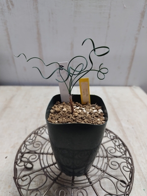 Gethyllis liearis (ゲチリス　リネアリス)　【現品８】