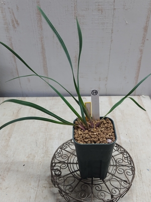 Ferraria crispa　（フェラリア　クリスパ）　【現品10】