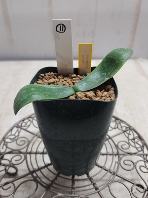 Strumaria salteri（ストルマリア　サルテリ)　【現品11】