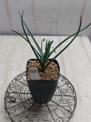 Ornithoglossum viride　（オーニソグロッスム・ヴィリデ）　【現品12】