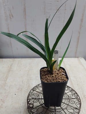 Ferraria crispa (フリチラリア　クリスパ）　【現品13】