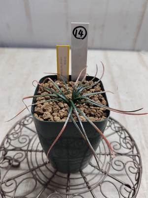 Drimia convallarioides（ドリミア・コンヴァラリオイデス）　【現品14】