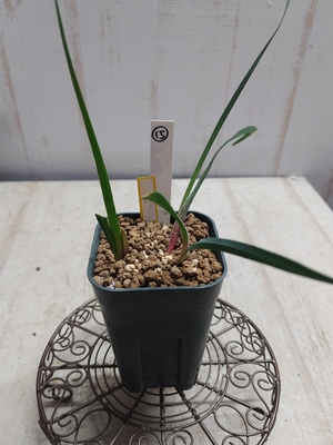 Ferraria crispa　（フェラリア　クリスパ）【現品15】