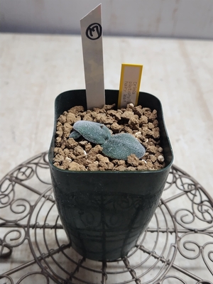 Drimia platyphylla hairy leaf　（ドリミア　プラティフィラ）　【現品17】