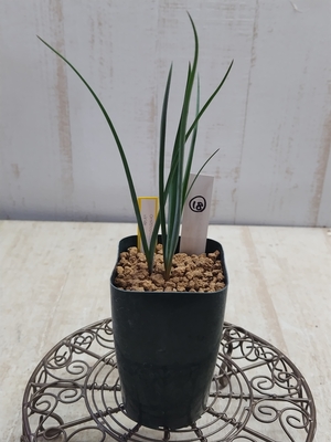 Ornithoglossum viride　（オーニソグロッスム・ヴィリデ）【現品18】