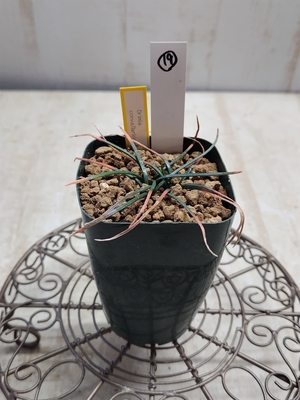 Drimia convallarioides（ドリミア　コンヴァラリオイデス）　　【現品19】