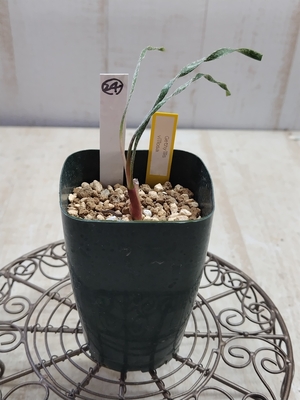 .Gethyllis villosa　（ゲチリス　ヴィローサ）　【現品24】