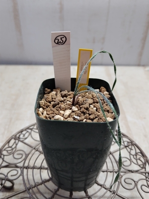 Gethyllis villosa　（ゲチリス　ヴィローサ）　【現品25】