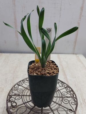 Albuca sp　（アルブカ）　【現品26】