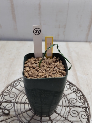 Moraea serpentina　（モラエア　セルペンティナ）　【現品27】