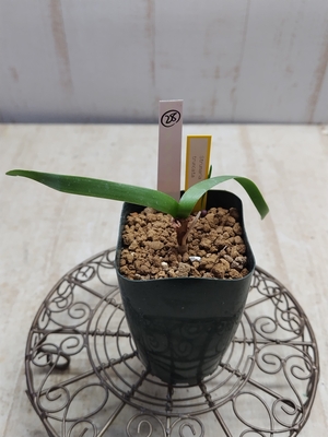 Strumaria truncata　（ストルマリア・トルンカータ）　【現品28】