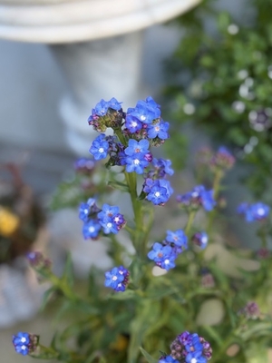 アンチューサ　ブルー　【３株セット】