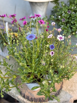 フェリシア　スプリングメルヘン　【３色セット】