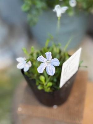 ワーレンベルギア　アリスブルー