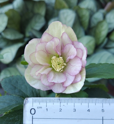 曽田さん最新花　Ddd-clypa&times;ss絞り(T)【So19】　蕾無し