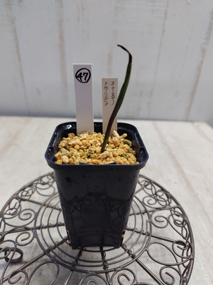 テリミトラ　キアネア&times;クリニタ【現品47】