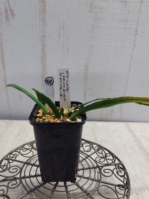 コドノリザ  (エランズモンタナ&times;コリンボーサ)【現品48】