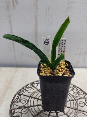 コドノリザ  (エランズモンタナ&times;コリンボーサ)【現品49】