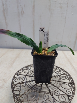 コドノリザ  (エランズモンタナ&times;コリンボーサ)【現品52】