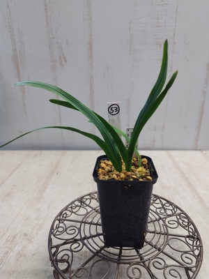 コドノリザ  (エランズモンタナ&times;コリンボーサ)【現品53】