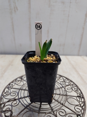 コドノリザ  (エランズモンタナ&times;コリンボーサ)【現品54】