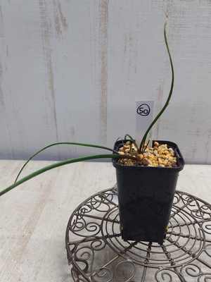 ラケナリア・ユニフォリア【現品50】