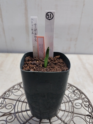 ハエマンサス　サンギネウス【現品51】