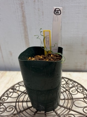 Androcymbium ciliolatum　（ アンドロキンビウム・キリオラツム）　【現品56】