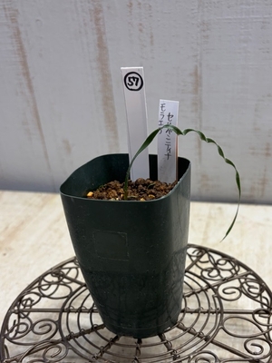 モラエア セルペンティナ【現品57】