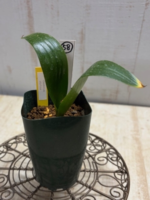 Daubenya stylosa　（ダウべニア　スティロサ）【現品58】