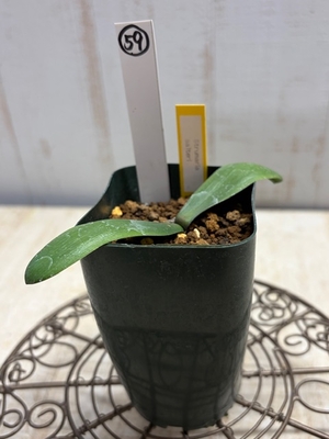 Strumaria saleri　（ストルマリア　サルテリ)　【現品59】