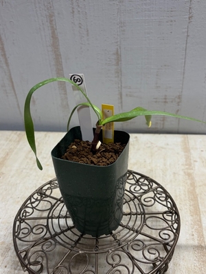 Strumaria truncata　（ストルマリア・トルンカータ）　【現品60】