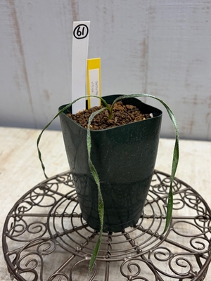 Gethyllis villosa　（ゲチリス　ヴィローサ）　【現品61】